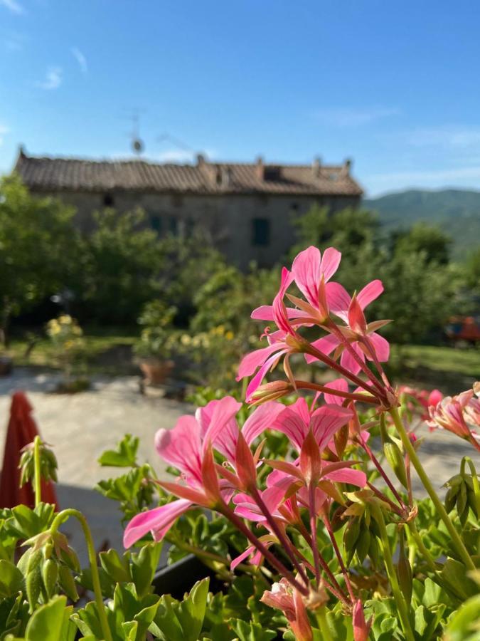 Agriturismo La Via Dell'Oliviera Ciciano Exterior photo